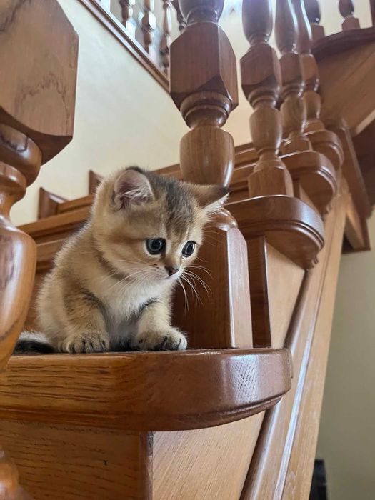 Золотий британець шиншила