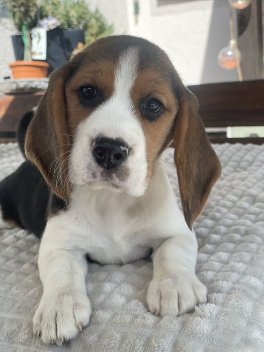 Piekne Beagle, FCI!