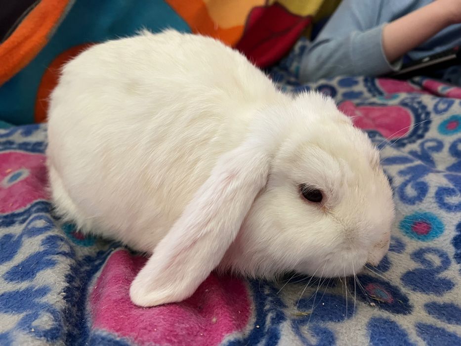 Висловухий декоративний кролик білого окрасу