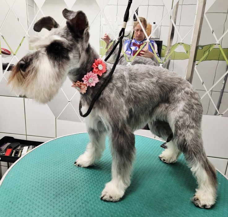 Strzyżenie psów i kotów. Groomer Częstochowa.