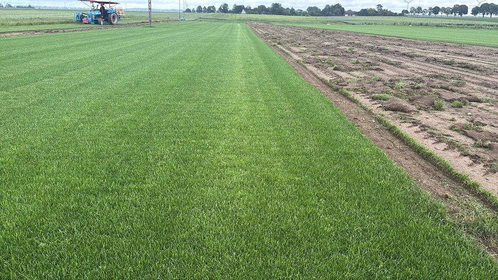 Trawa z rolki trawnik w rolce ogrody transport montaż