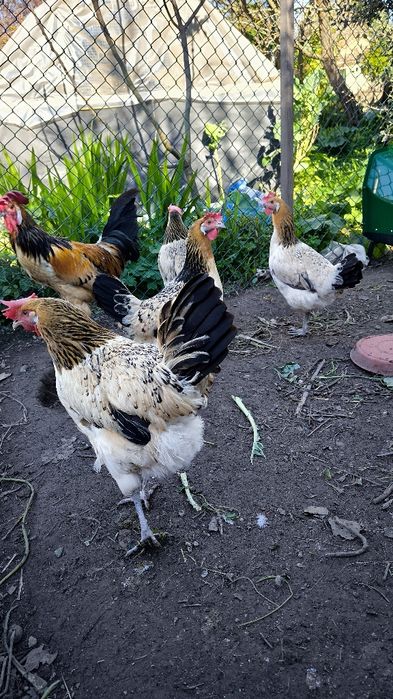 Ovos de galinha galados várias raças