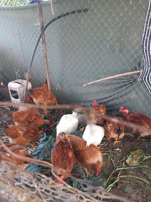 Frangos do campo boa qualidade tem perus caseiros