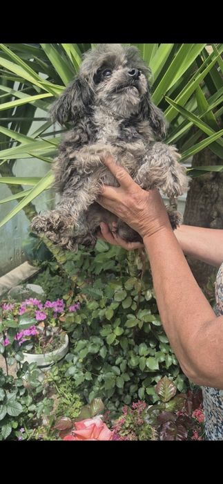 Caniche lindiccimo