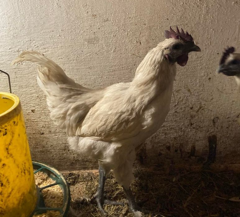 Лакеданзи молодые петухи