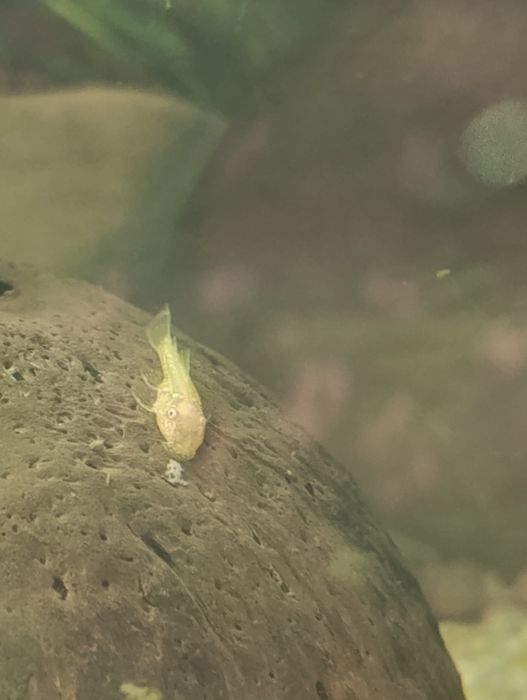 Glonojad rybka akwariowa złoty szary czarny 1-2 cm molinezja gupik