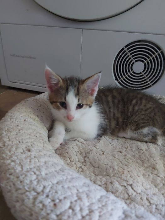 Kocurek do adopcji
