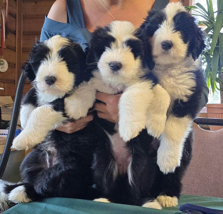 BEARDED COLLIE   rezerwacje 2026/7