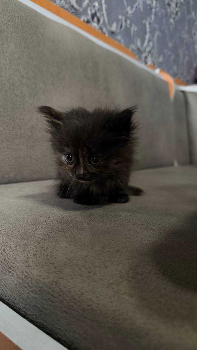 Котята в добрі руки