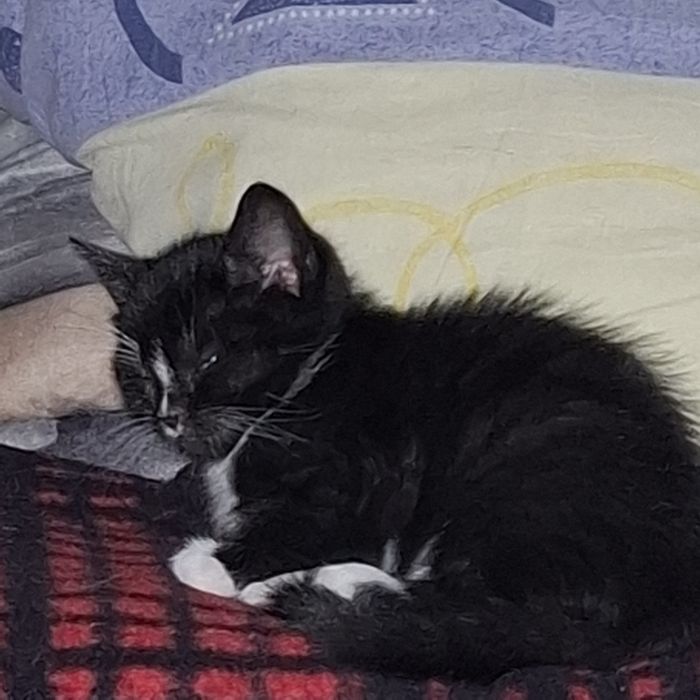 Oddam za darmo 4 kocięta