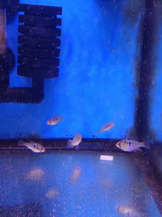 Ramirezi german Blue