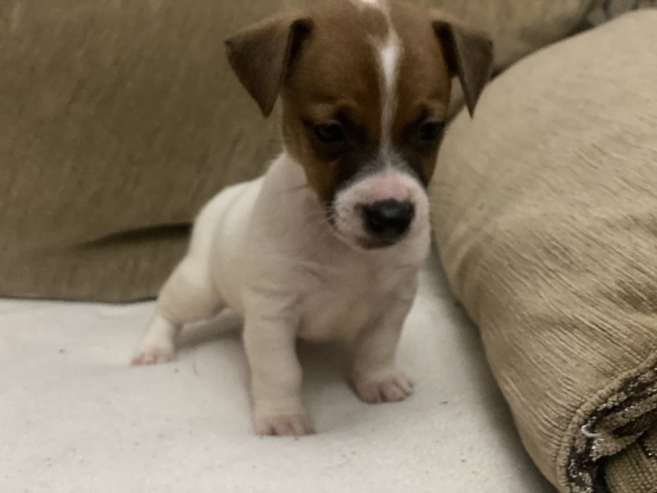 Вірні друзі у родину