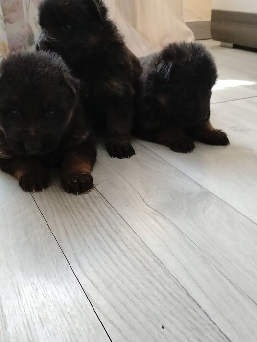 Owczarki niemieckie rezerwacja