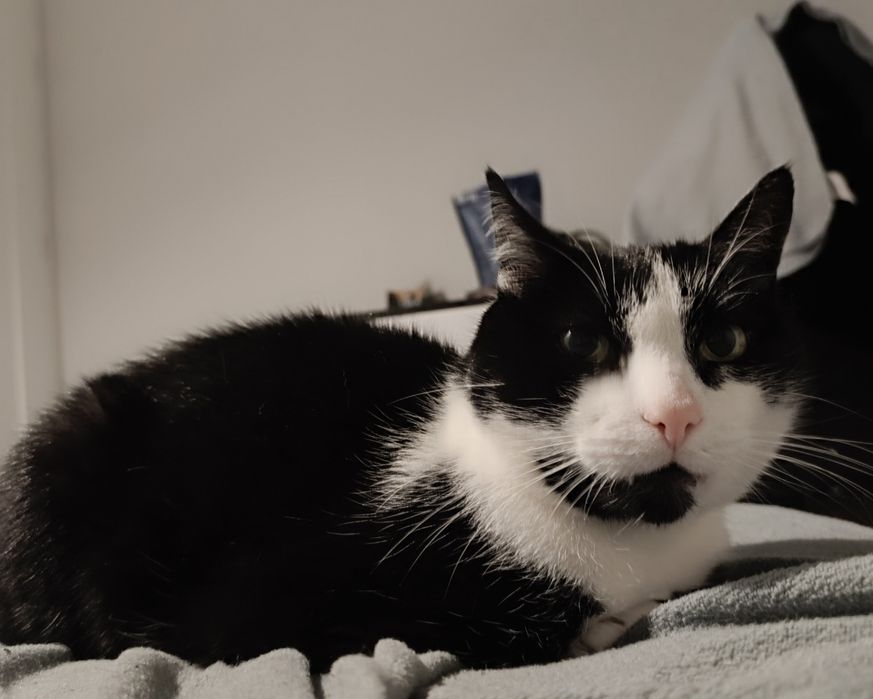 Oddam Kota na kolana