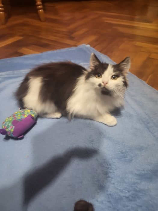 безкоштовно кошеня 2 місяці