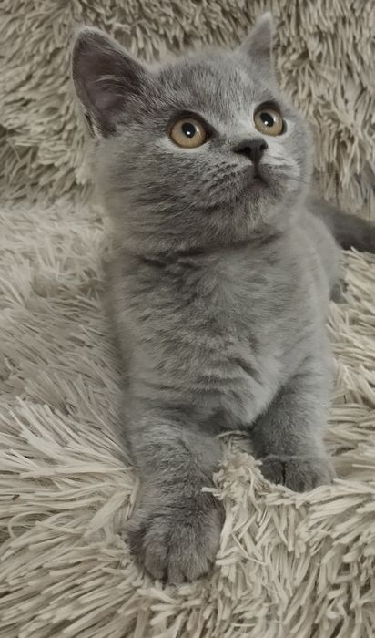 Шотландский скоттиш страйт мальчик