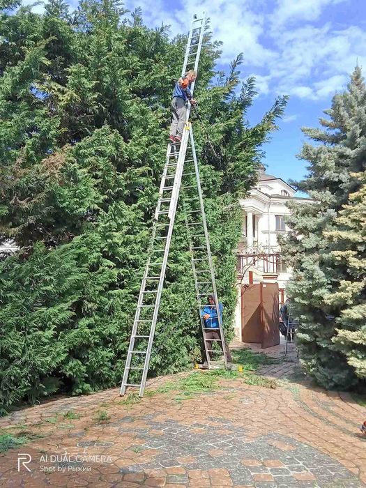 Стрижка хвойных любых размеров,обрезка фруктовых,обработка, садовник
