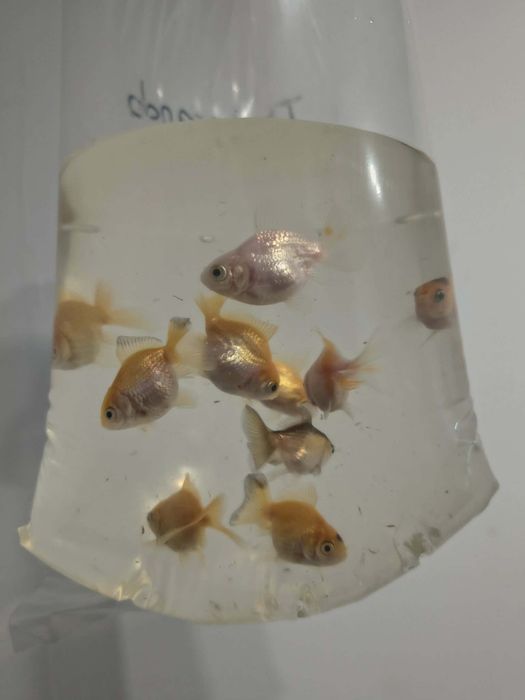 Oranda - idealna do oczek i akwariów