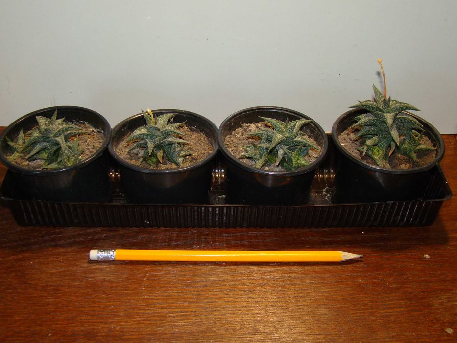 алое Дескоінгса, хавортії Купера