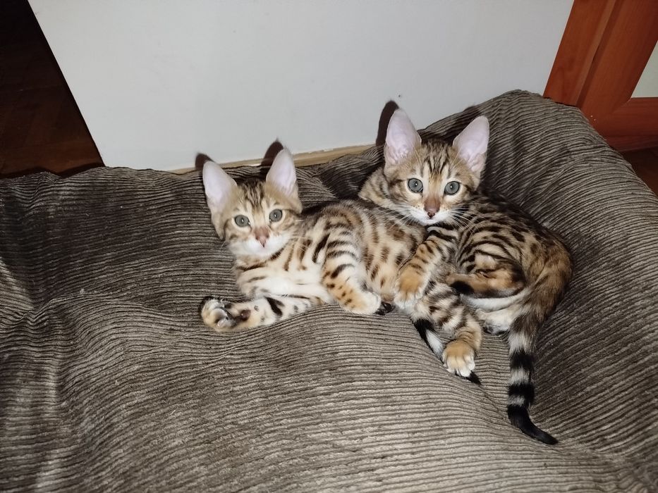 Кошенята бенгальські