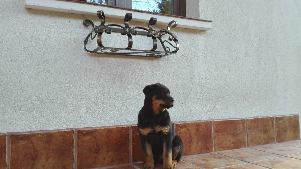 Kwietnik kuty ozdoba kwiaty dekoracja