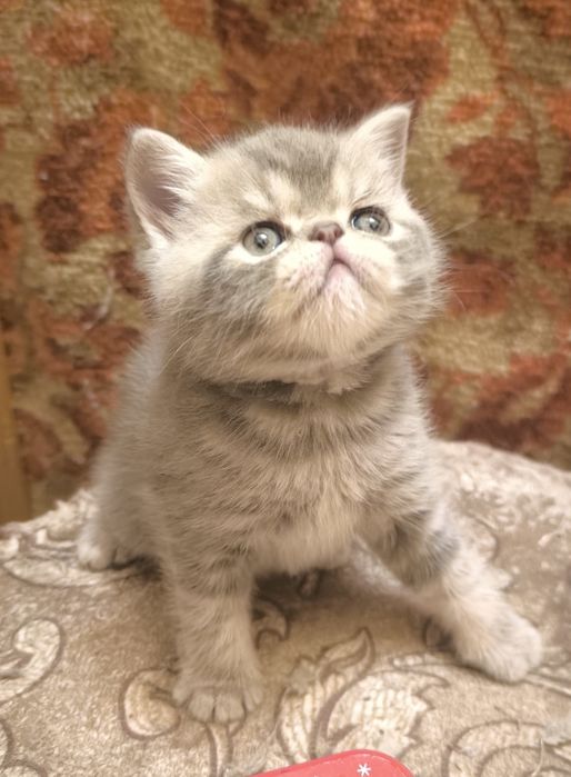 Котик экзотик Осквр
