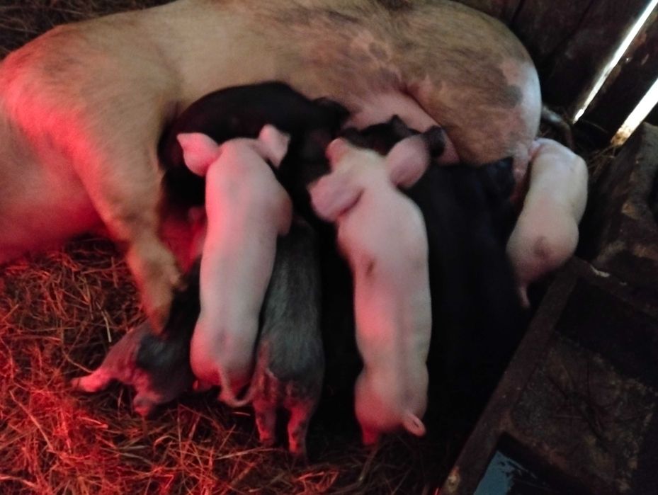 Leitoes muito bons e boa raça