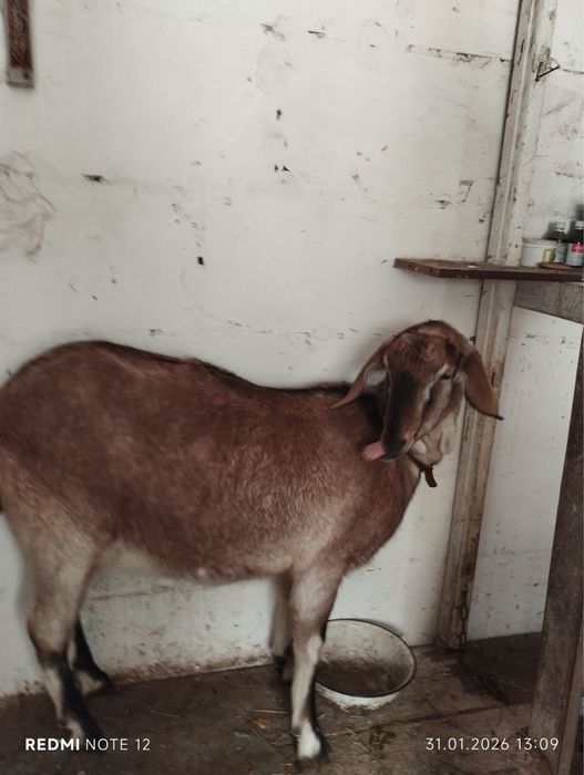 Продам молоду козу
