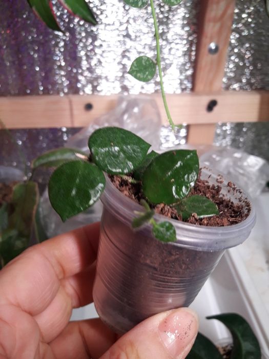 Хойя сортовая укореняшки