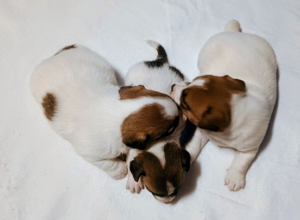 Jack Russell Terrier szczeniak FCI