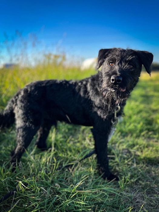Terrierkowaty piesek Harry do adopcji