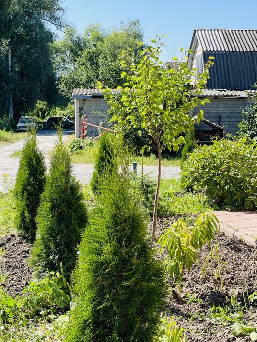 Продається  квартира в приватному будинку одноповерховому є генератор)