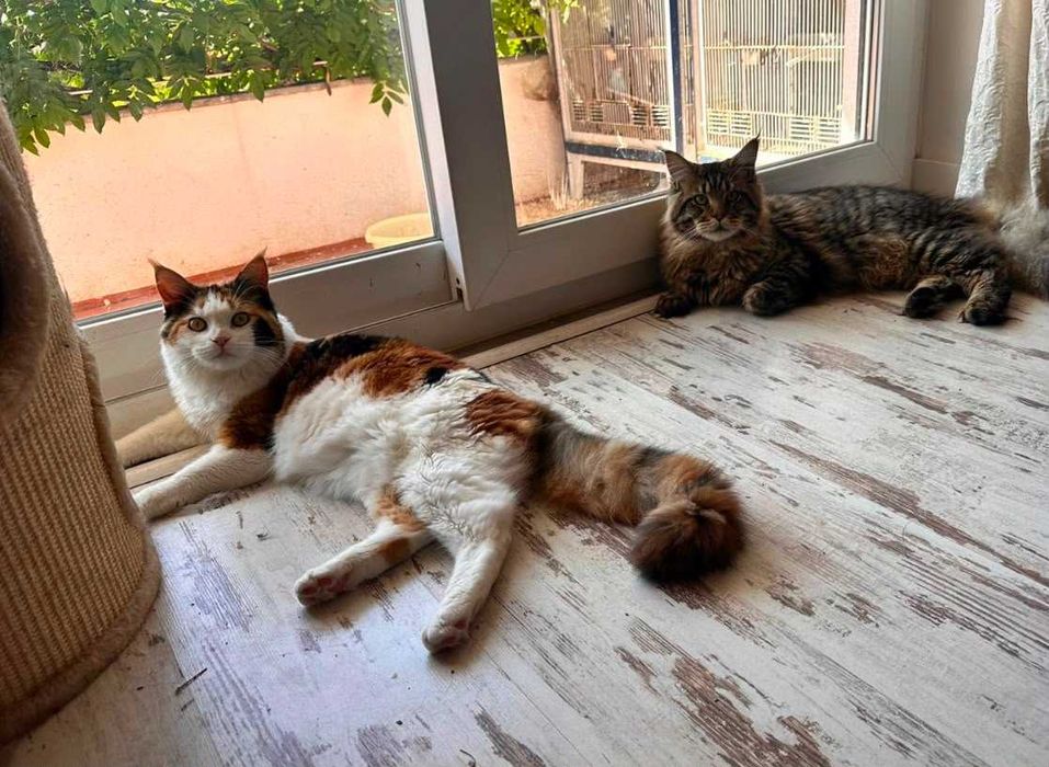 Gatinho Maine Coon bebé