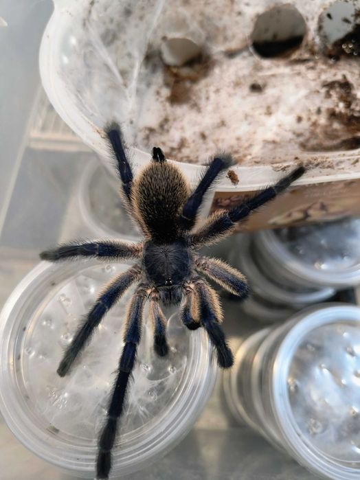 Monocentropus Balfouri SAMIEC Dorosły  __Możliwy Blik__