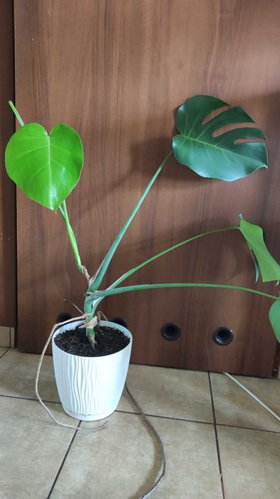 Monstera z doniczką