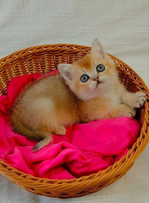 Шотландские котята (ЗОЛОТАЯ ШИНШИЛЛА)