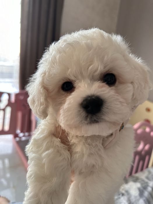 Цуценята бішон фрізе з офіційного розплідника готові до переїзду