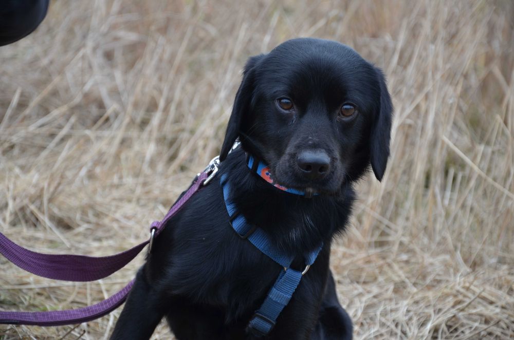 Dyzio - marzy o ciepłym domu i kochającej rodzince - adopcja