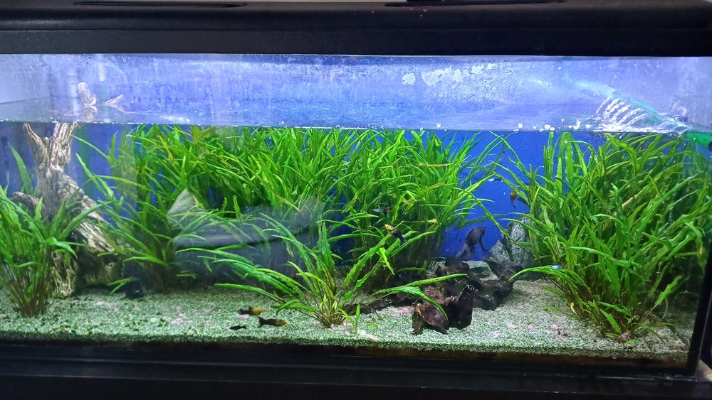 Akwarium 120×60cm, rybki gatunku molinezja ostrousta, gupiki, jedna molinezja czarna i jeden glonojad (niewidoczny na zdjęciach), I rośliny prawdziwe