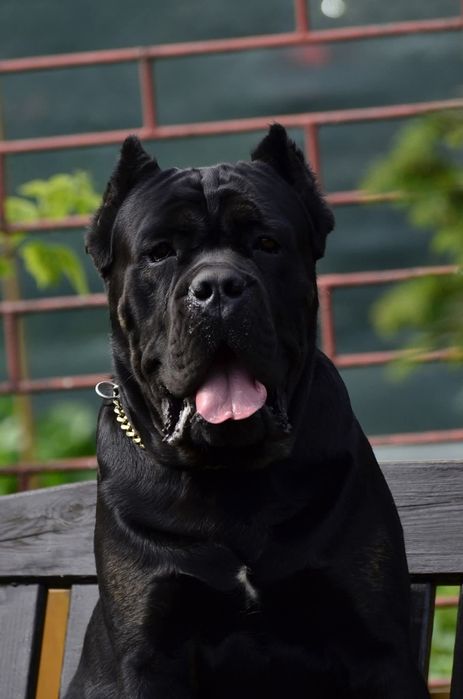 Cane Corso ZKwP FCI