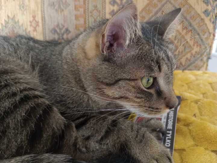 kot Zenuś szuka swojego domu