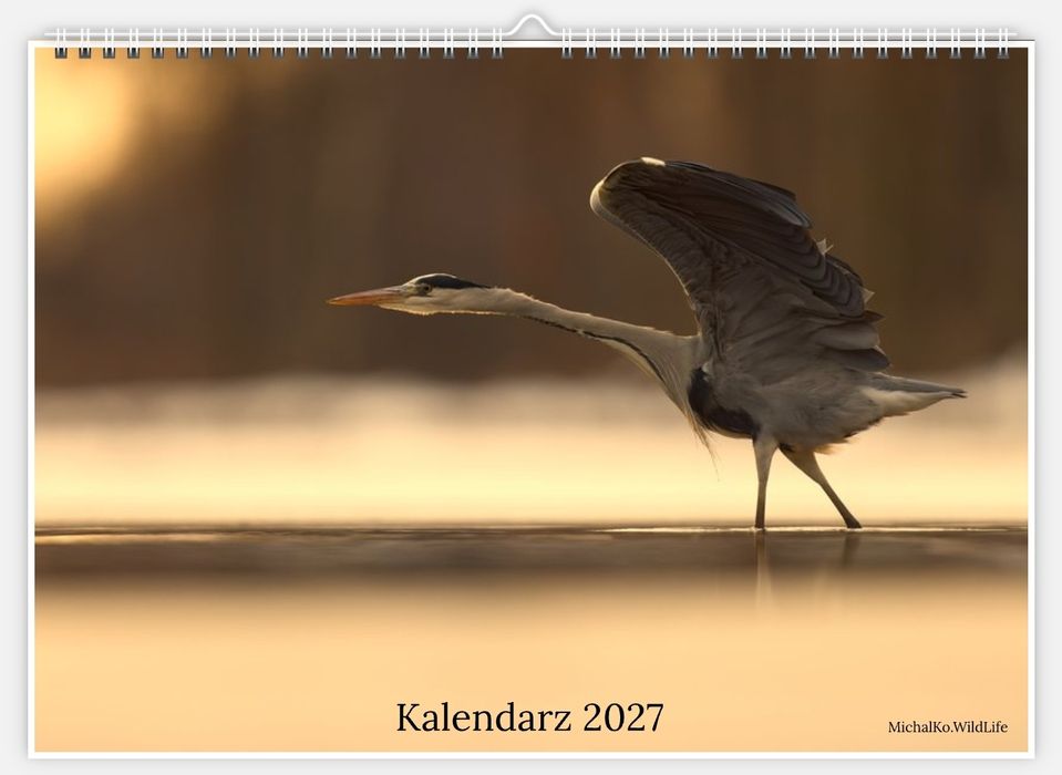 Kalendarz autorski na 2027, zdjęcia od michalko.wildlife