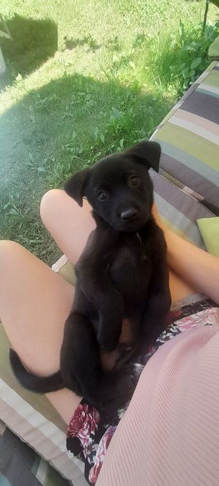 Відаємо чудового цуцика