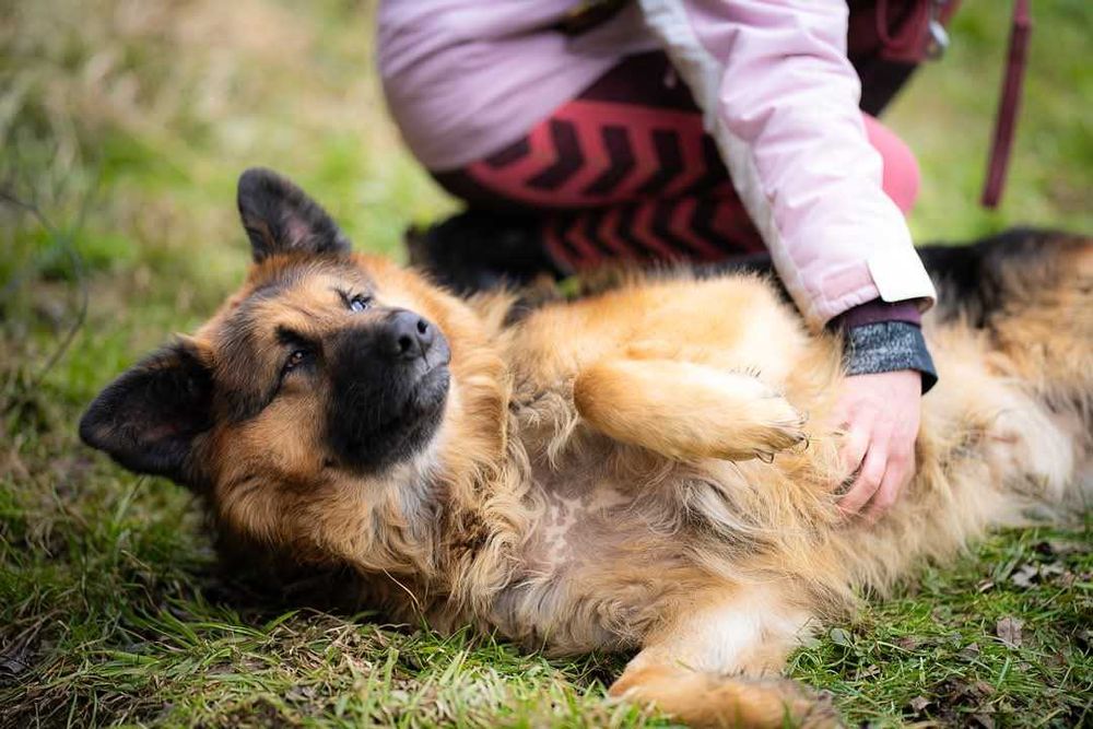 Piesek w typie owczarek niemiecki