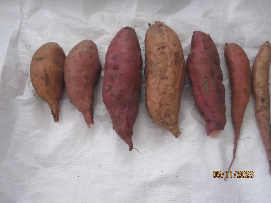 Батат маточные клубни 20 грн    рассада 10грн