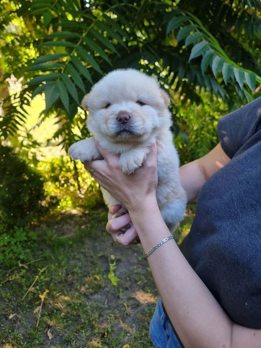 Chow Chow Słodki Miś