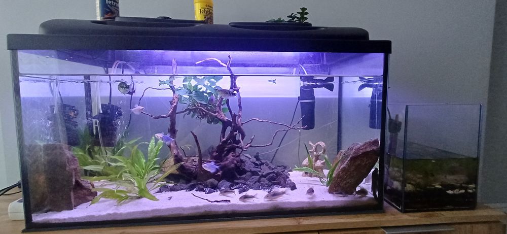 Sprzedam akwarium 112l z życiem+caly osprzęt