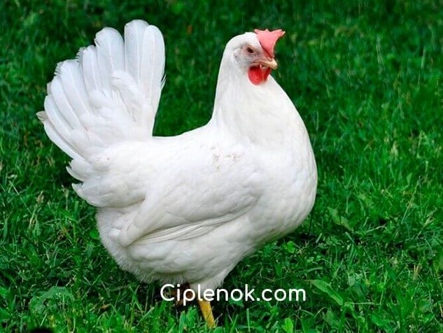 Инкубационное яйцо курицы Леггорн (Чехия)