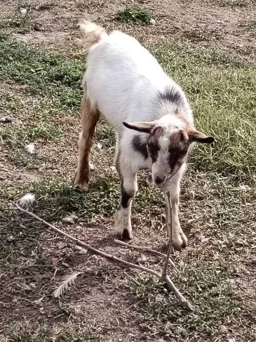 Vendo Cabritinho com três meses e meio