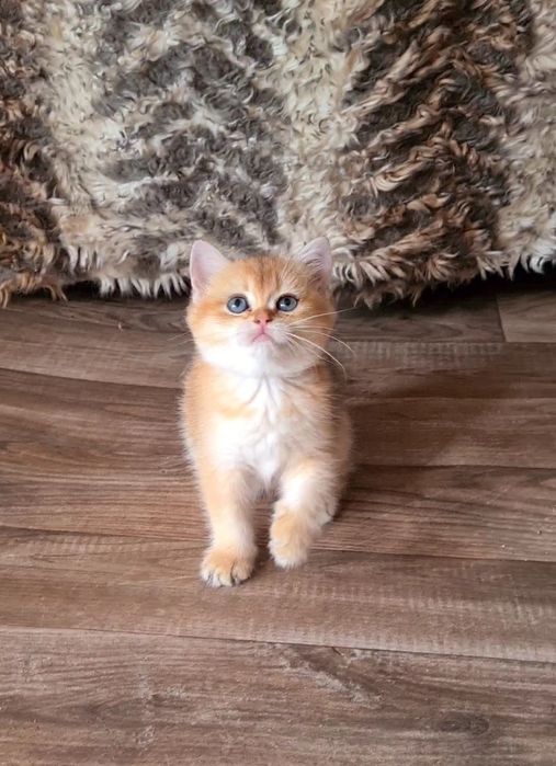 Золотая шиншилла Девочка и Мальчик